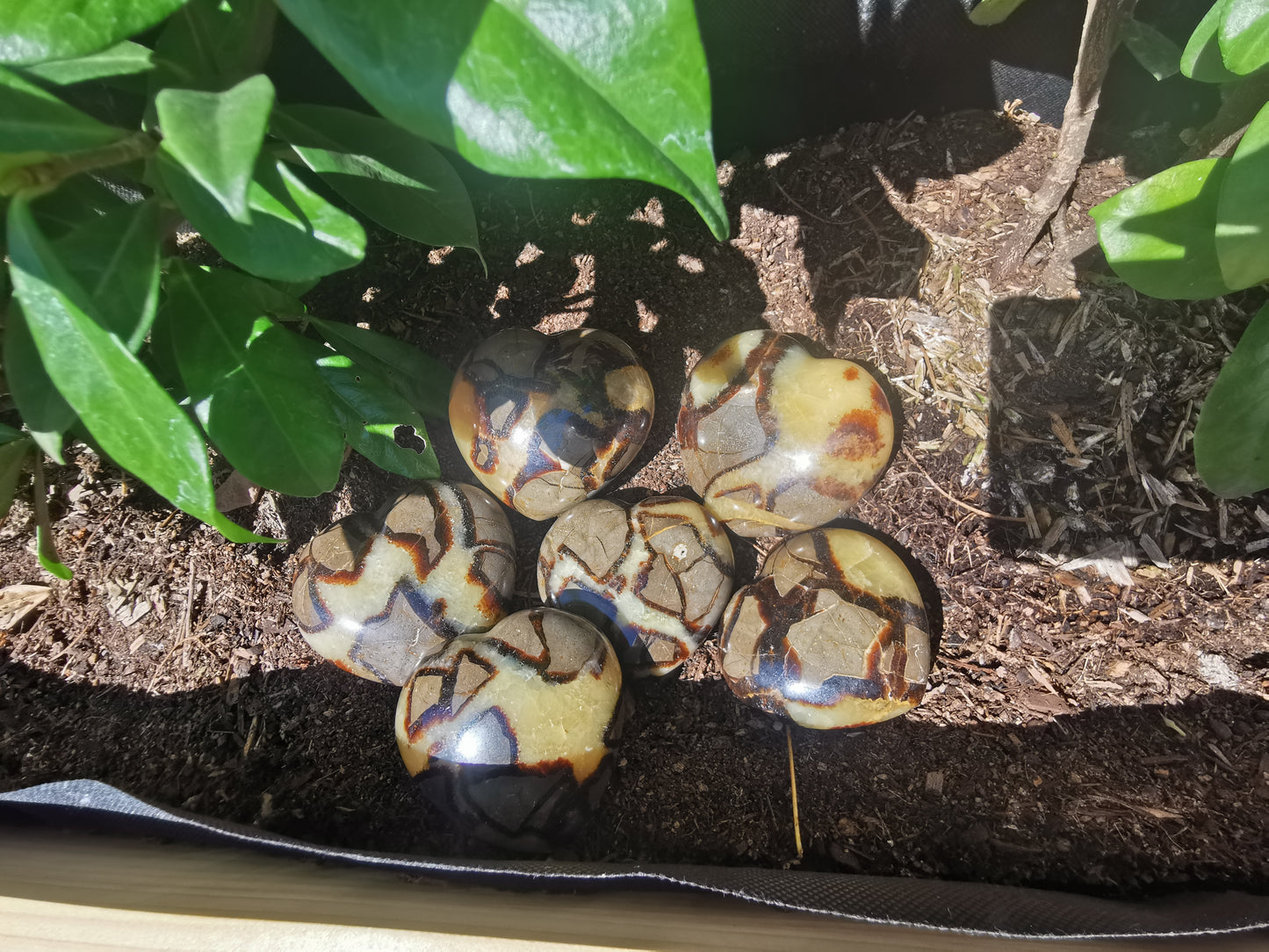 Septerye Hearts from Mahajanga, Madagascar