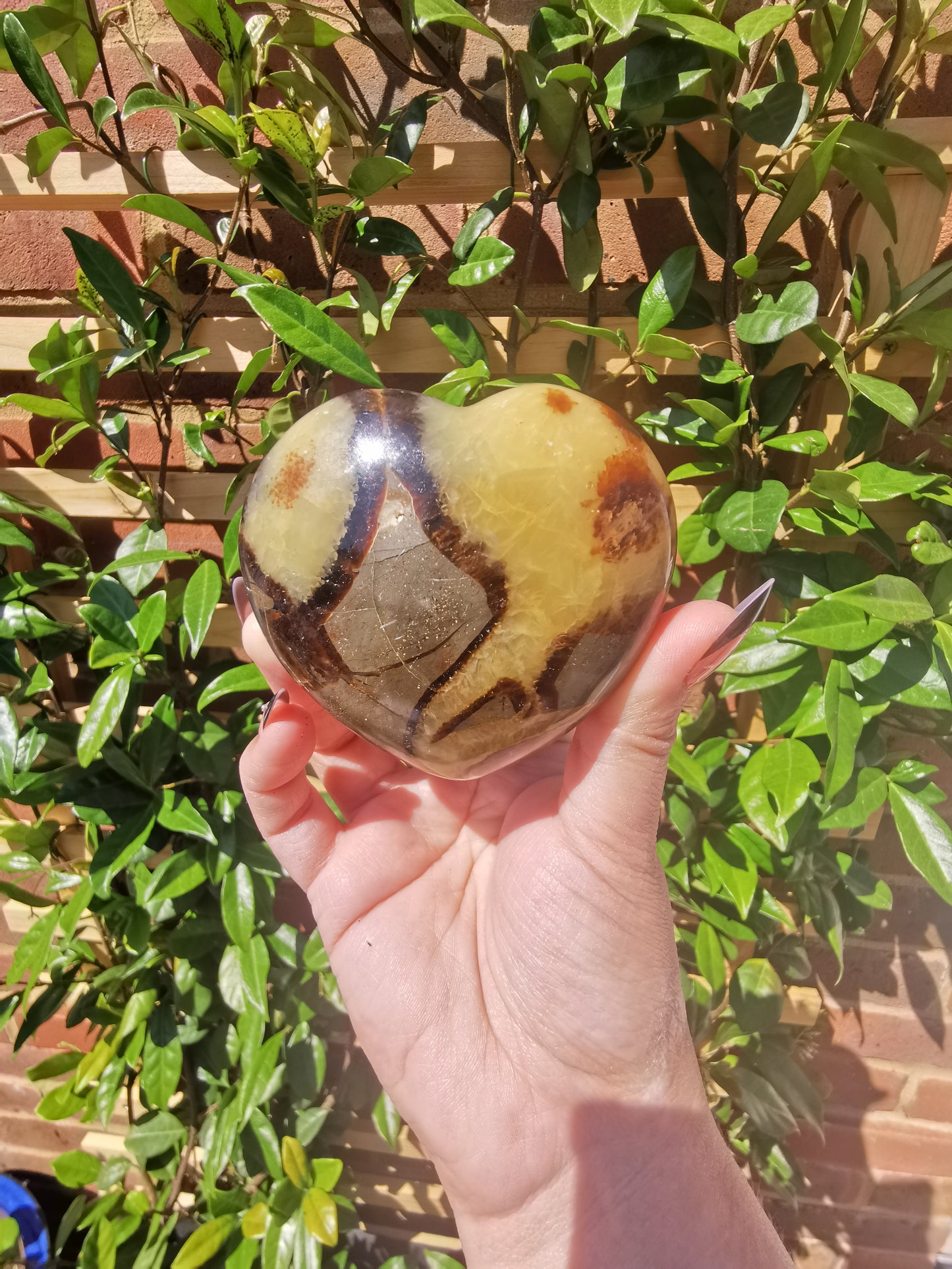 Septerye Hearts from Mahajanga, Madagascar