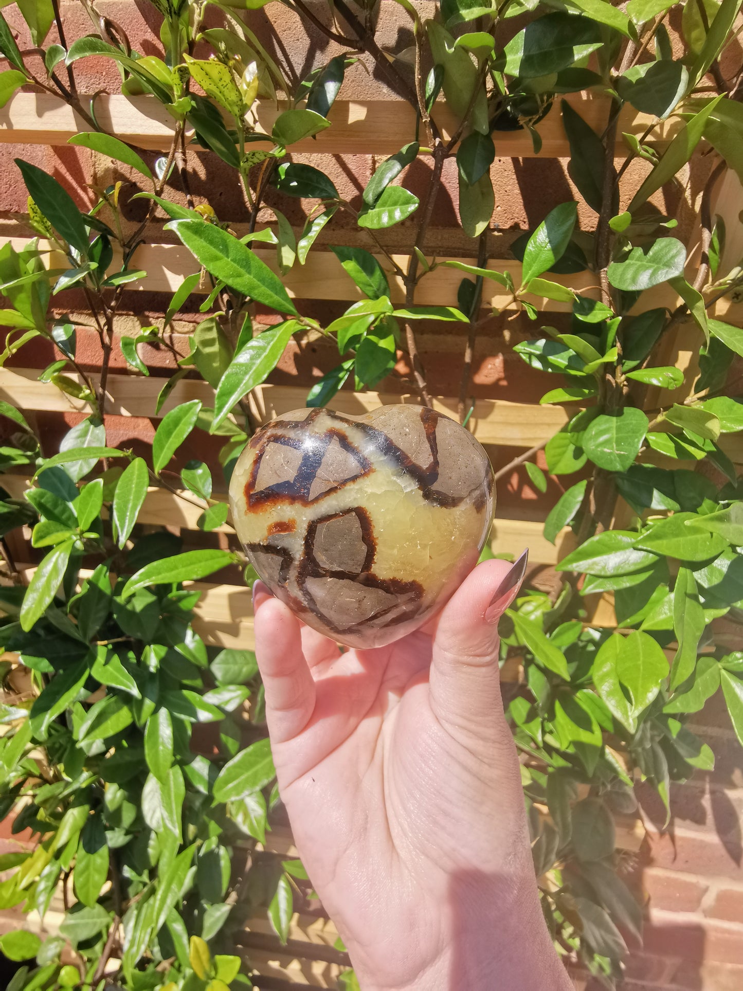 Septerye Hearts from Mahajanga, Madagascar
