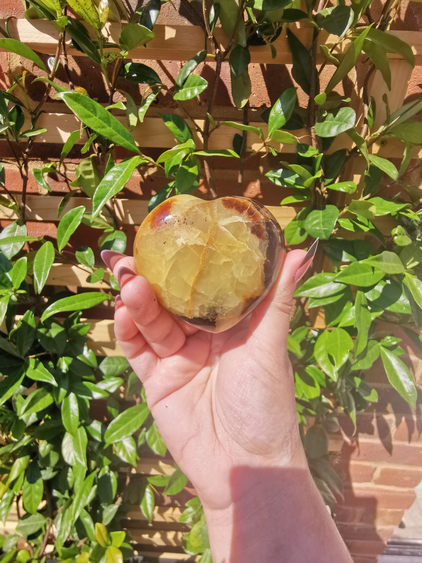 Septerye Hearts from Mahajanga, Madagascar