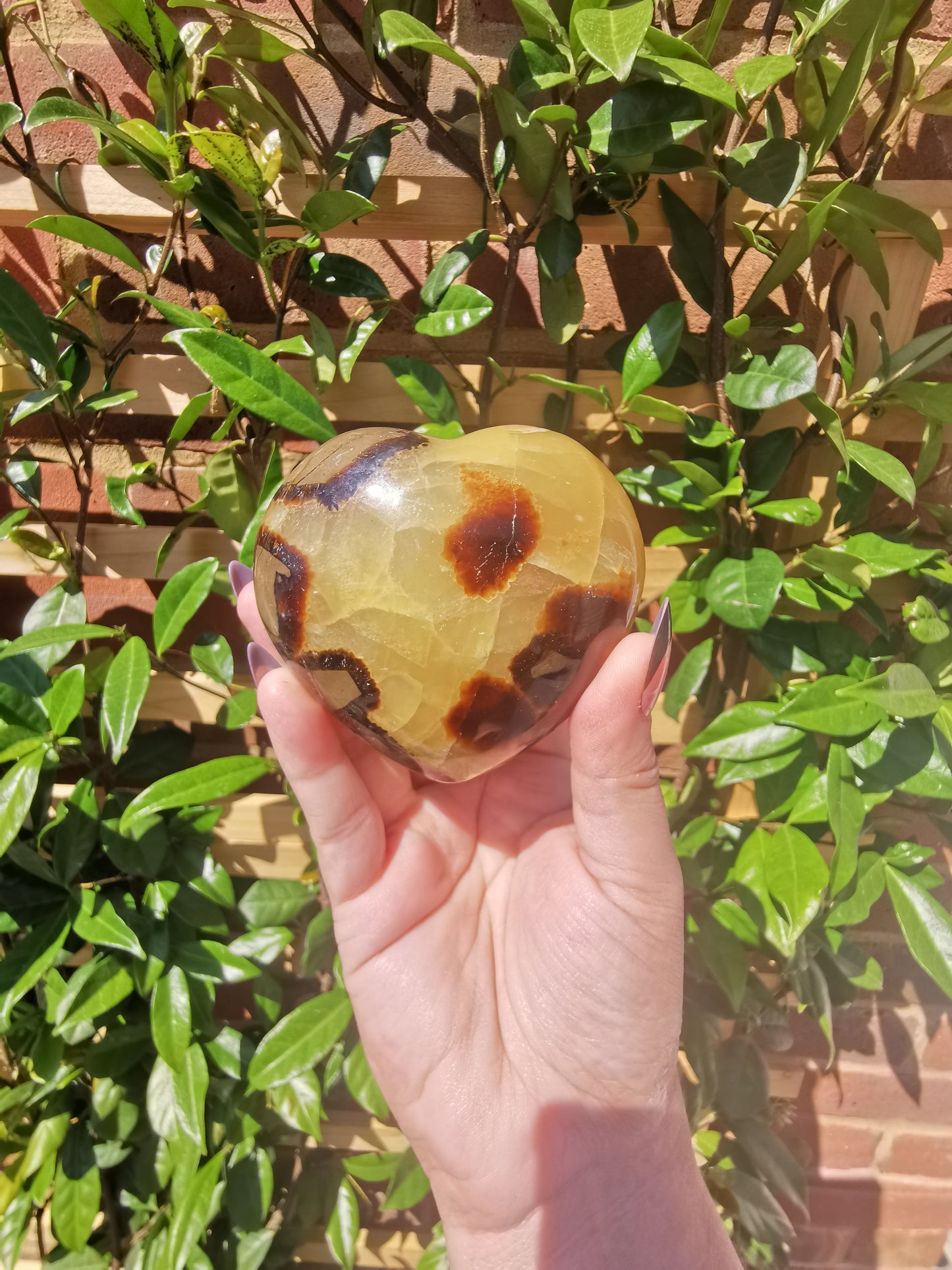 Septerye Hearts from Mahajanga, Madagascar