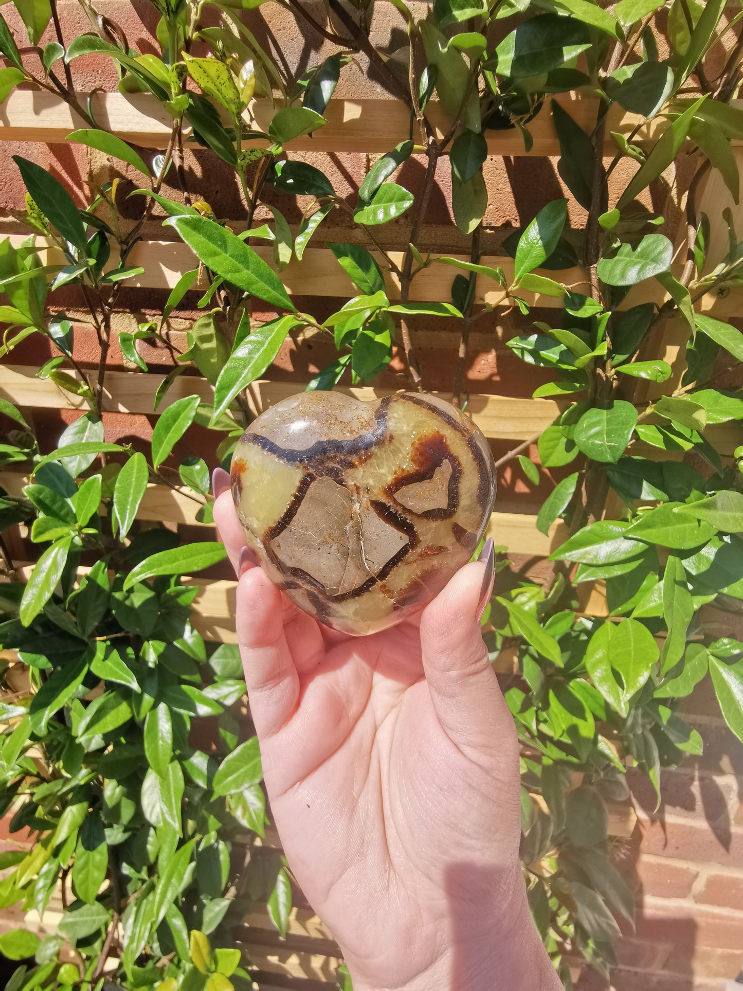 Septerye Hearts from Mahajanga, Madagascar