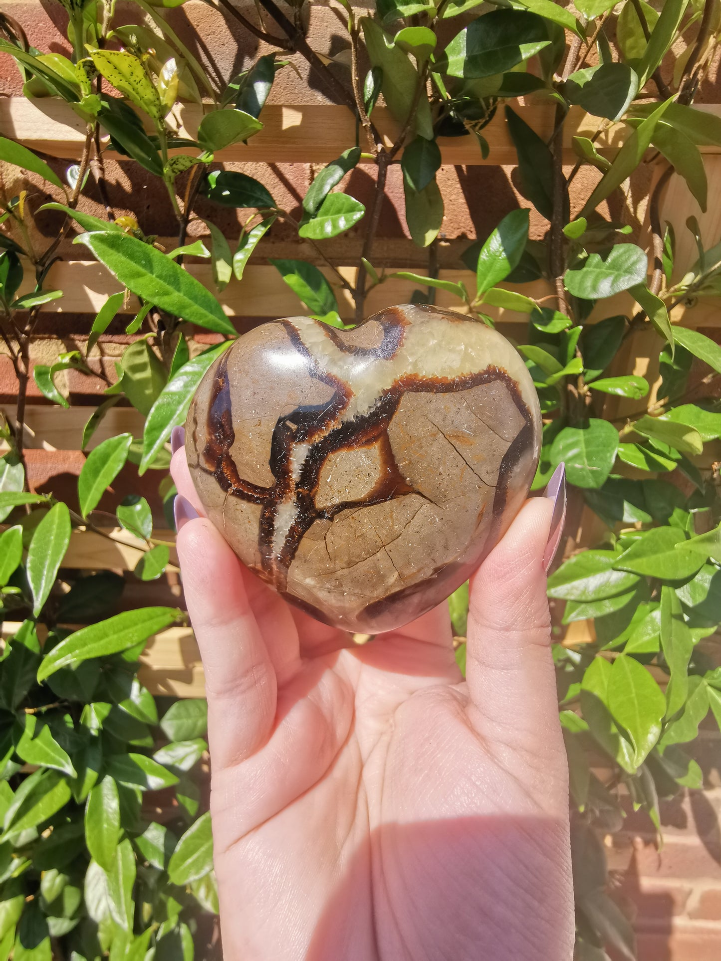 Septerye Hearts from Mahajanga, Madagascar
