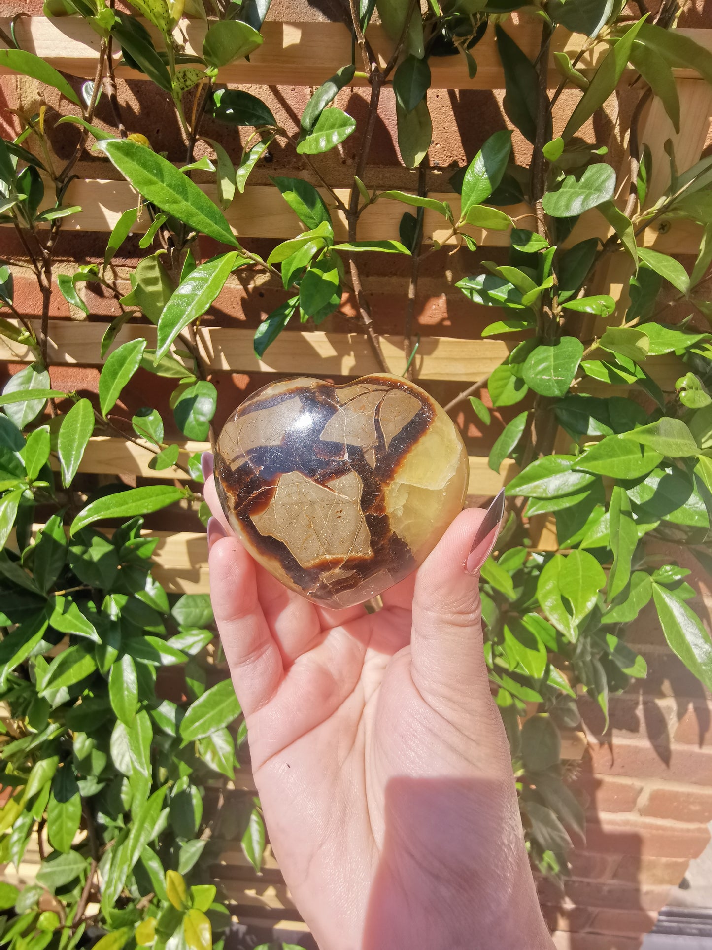 Septerye Hearts from Mahajanga, Madagascar