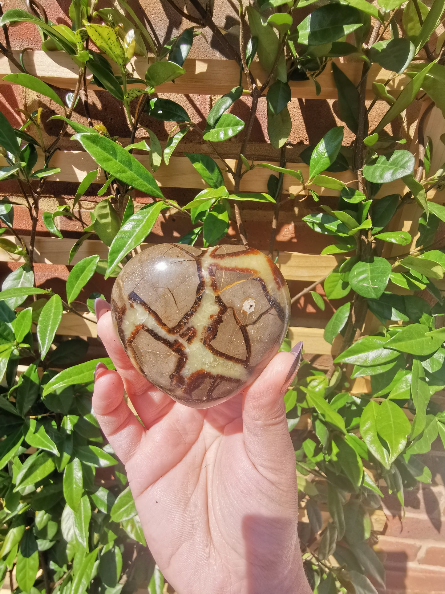 Septerye Hearts from Mahajanga, Madagascar