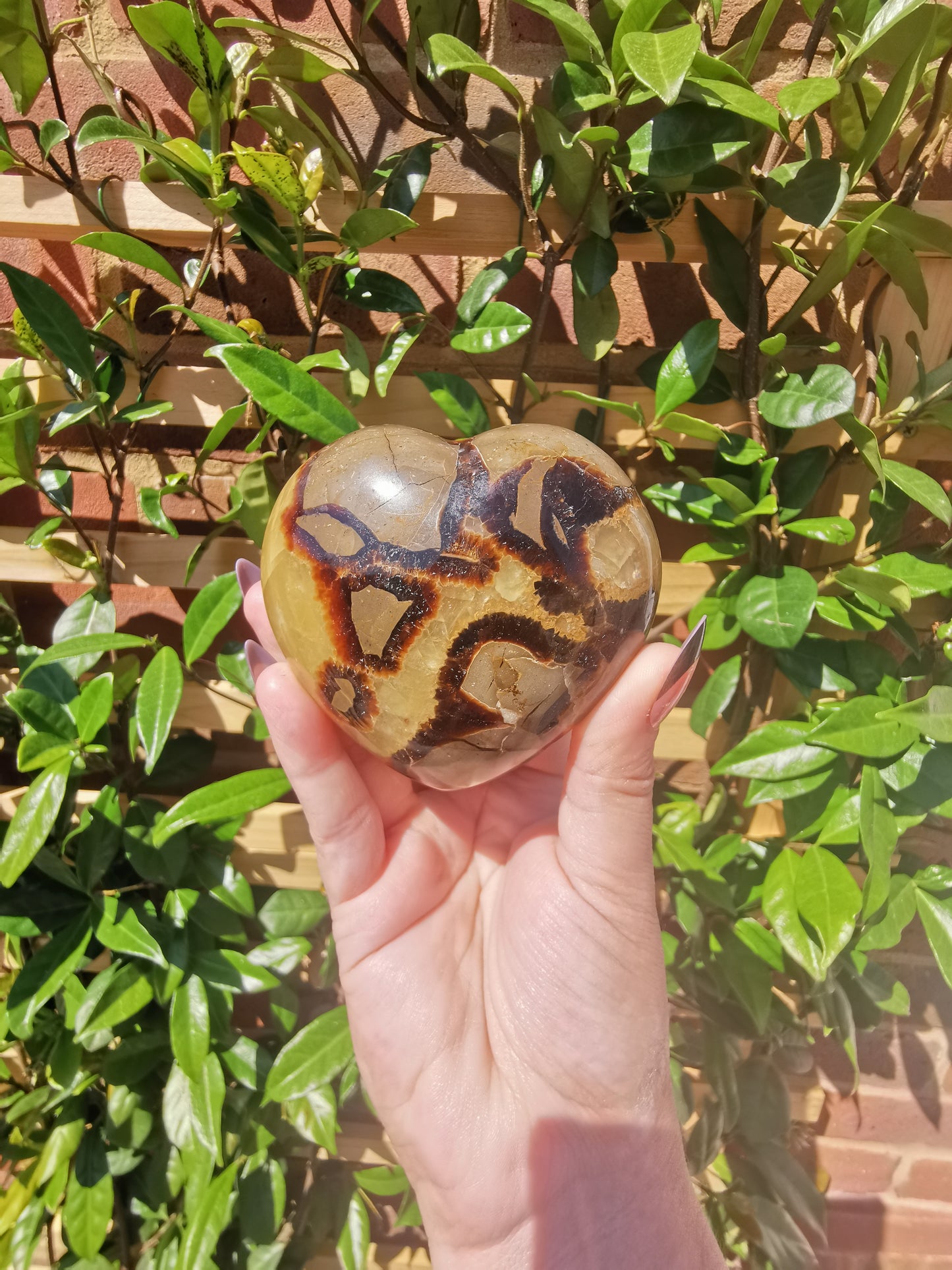 Septerye Hearts from Mahajanga, Madagascar