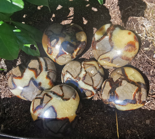 Septerye Hearts from Mahajanga, Madagascar