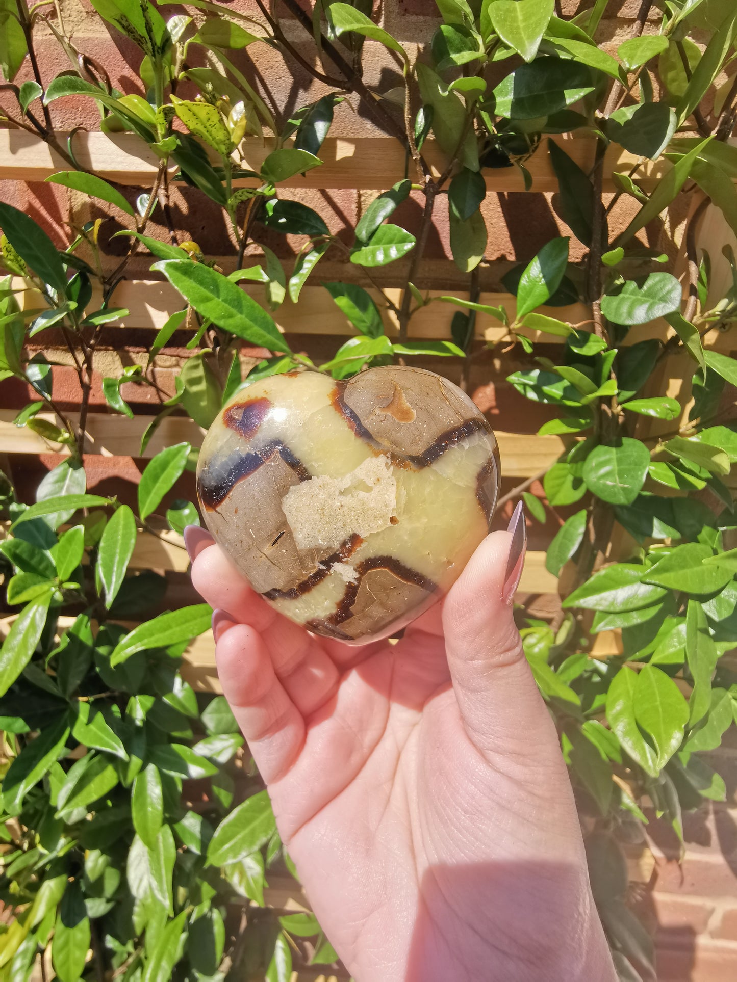 Septerye Hearts from Mahajanga, Madagascar