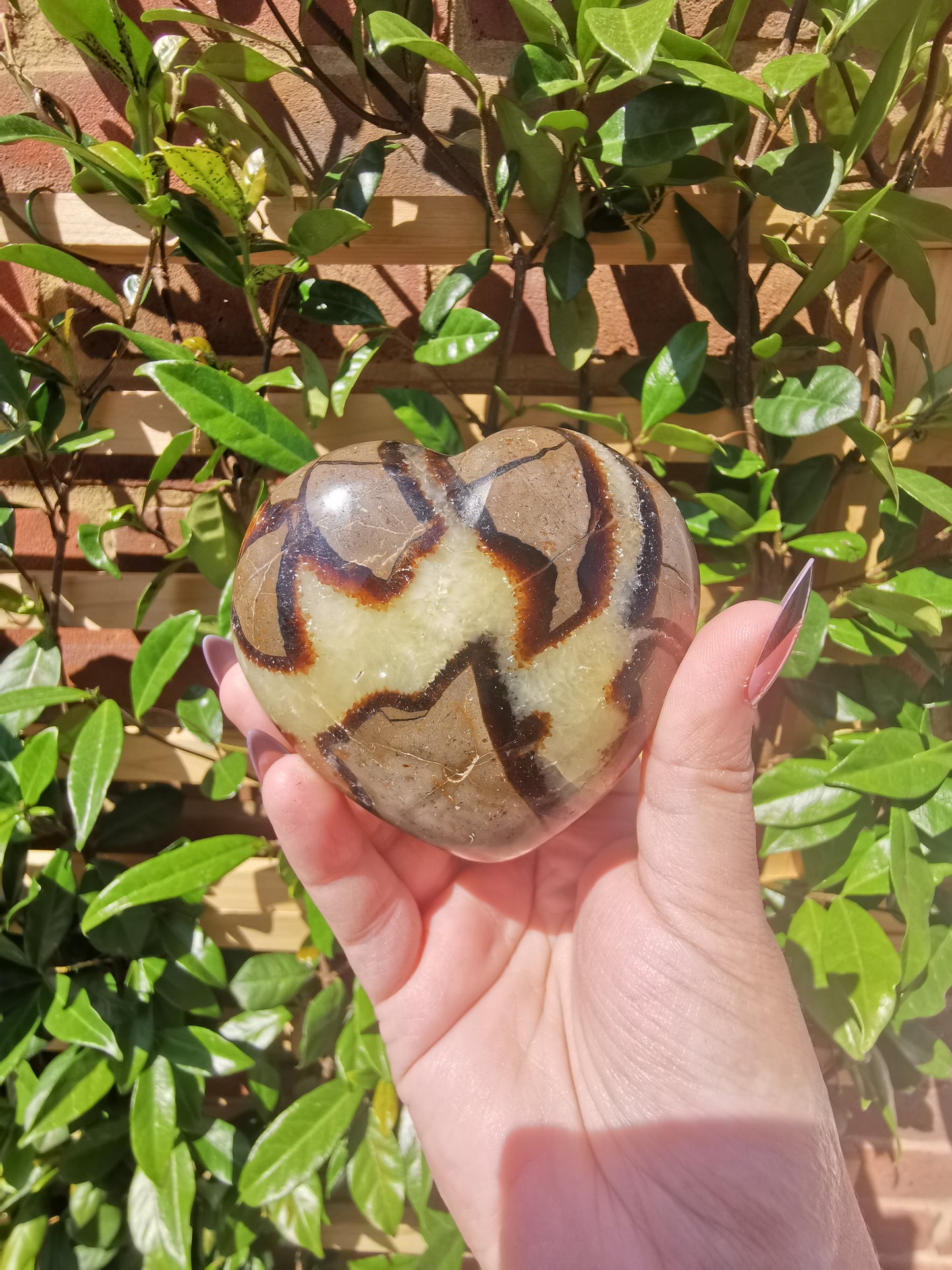 Septerye Hearts from Mahajanga, Madagascar