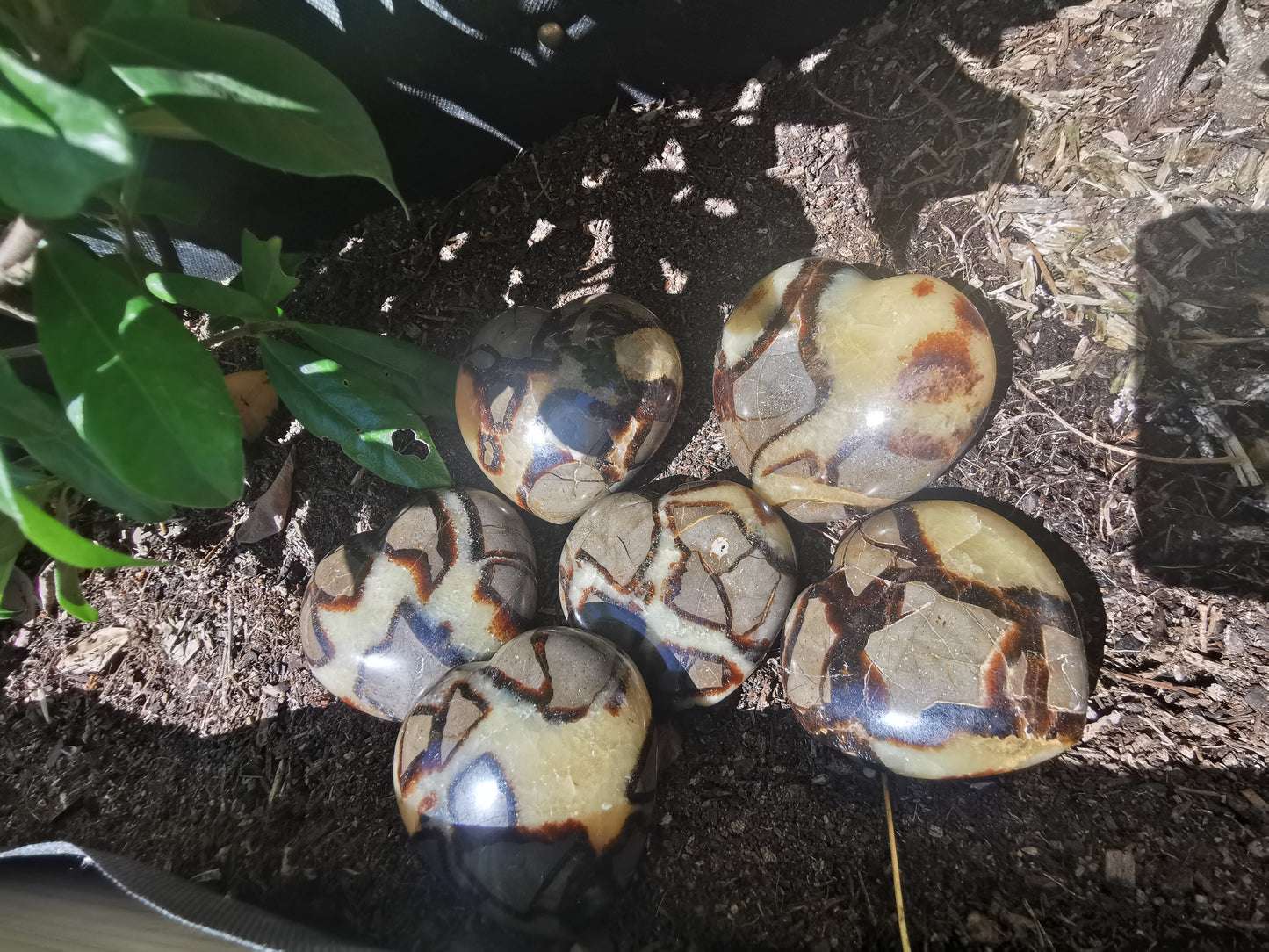 Septerye Hearts from Mahajanga, Madagascar