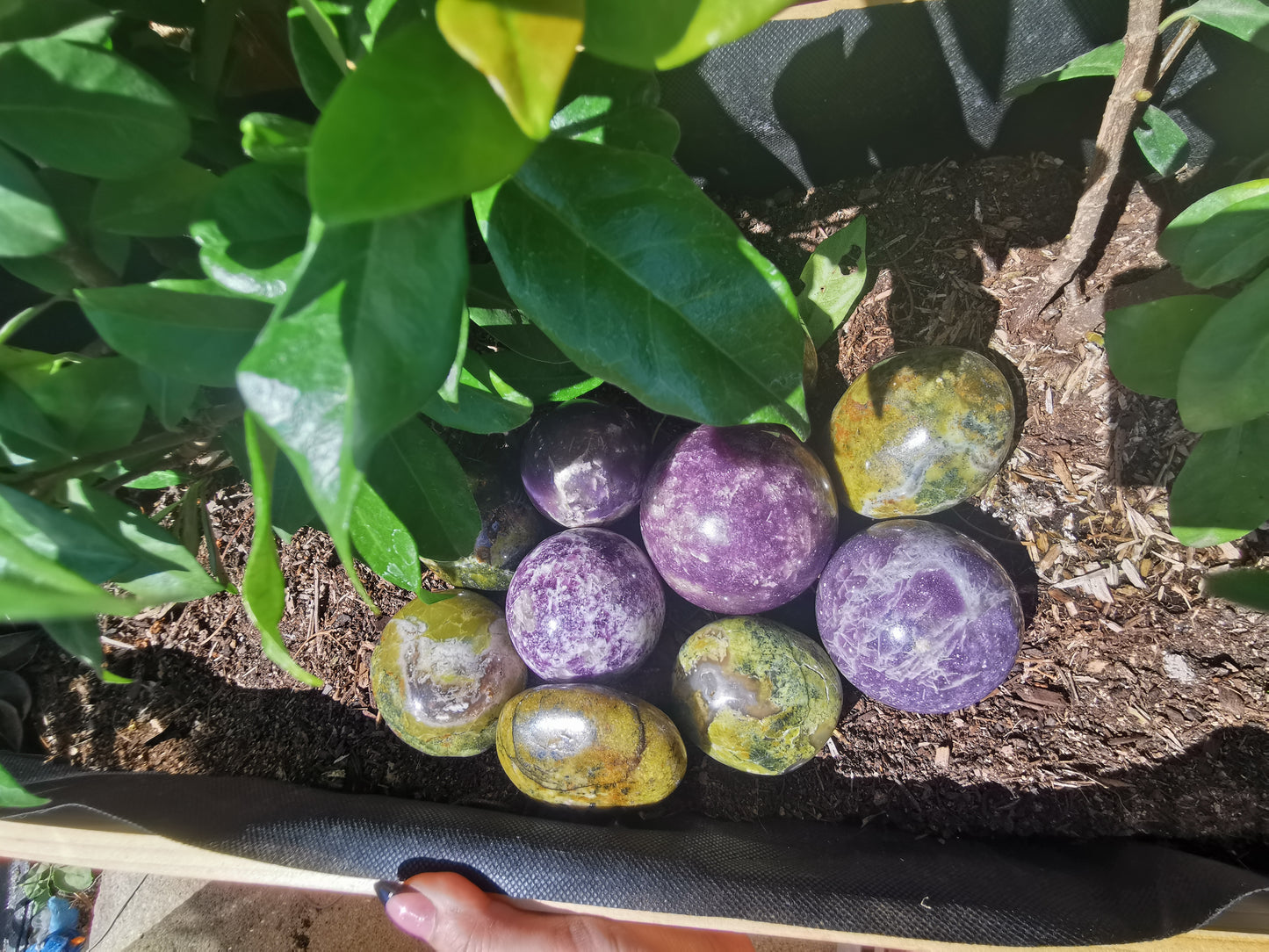 Green Opal Palm Stones from Madagascar