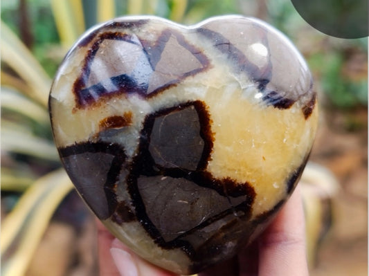 Septerye Hearts from Mahajanga, Madagascar